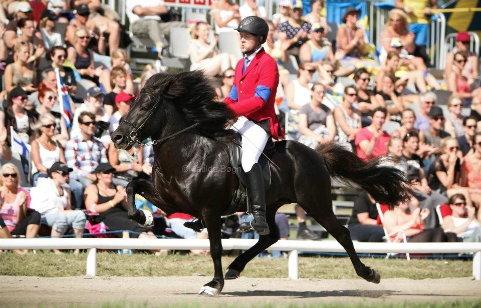 Islænder Kolfaxi fra Lilleheden - Kolle og Dennis til NM 2012
Foto: Matilde Bøgh billede 1