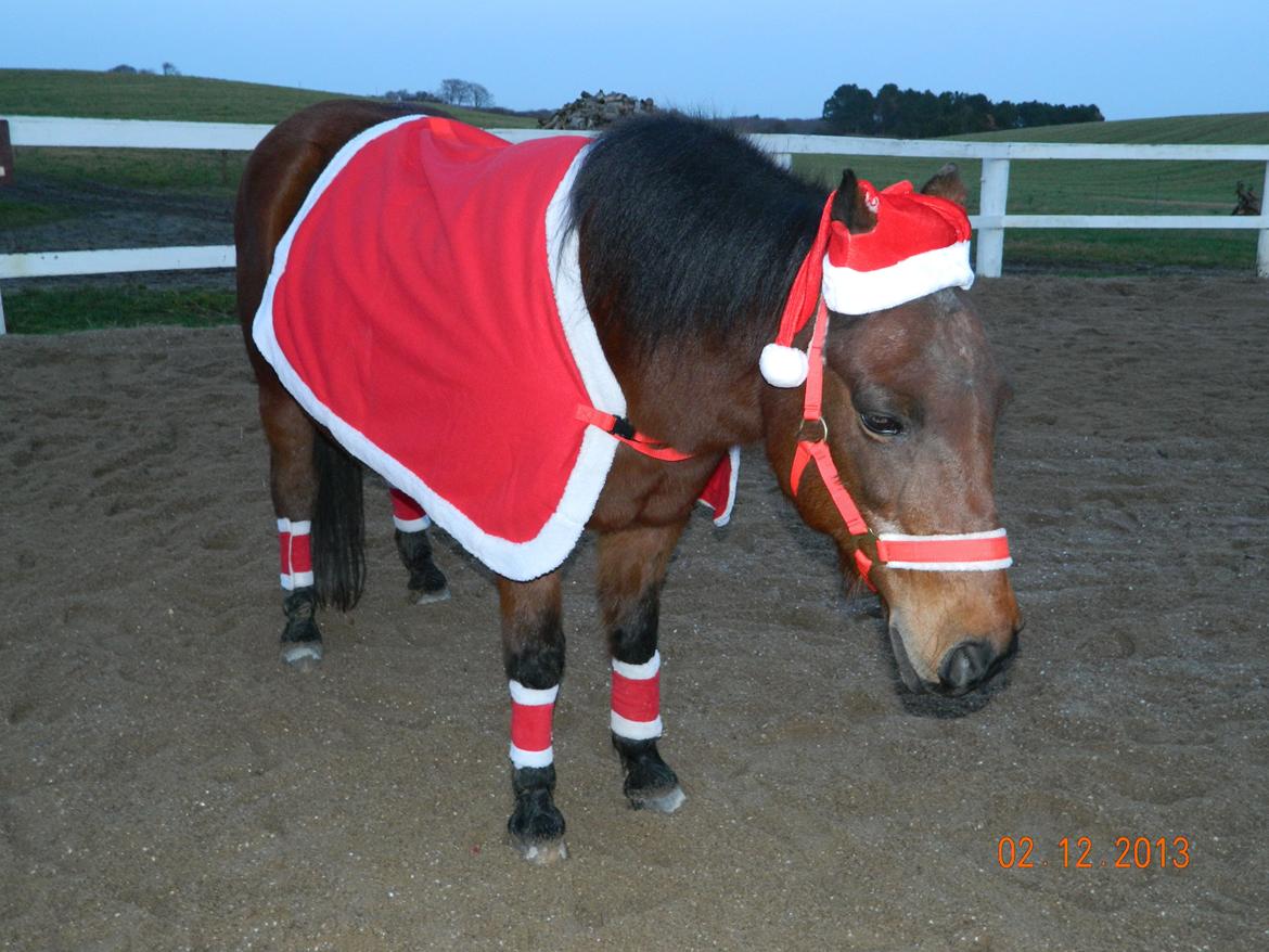 New Forest Cayenne  - Højt elskede julepony <3<3 billede 17