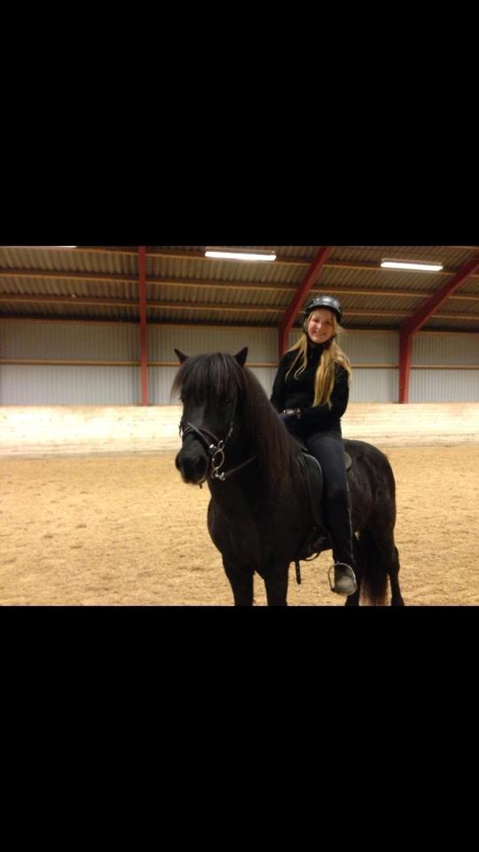 Islænder Kolfaxi fra Lilleheden - Første ridetur efter han var min. Foto: min mor billede 9