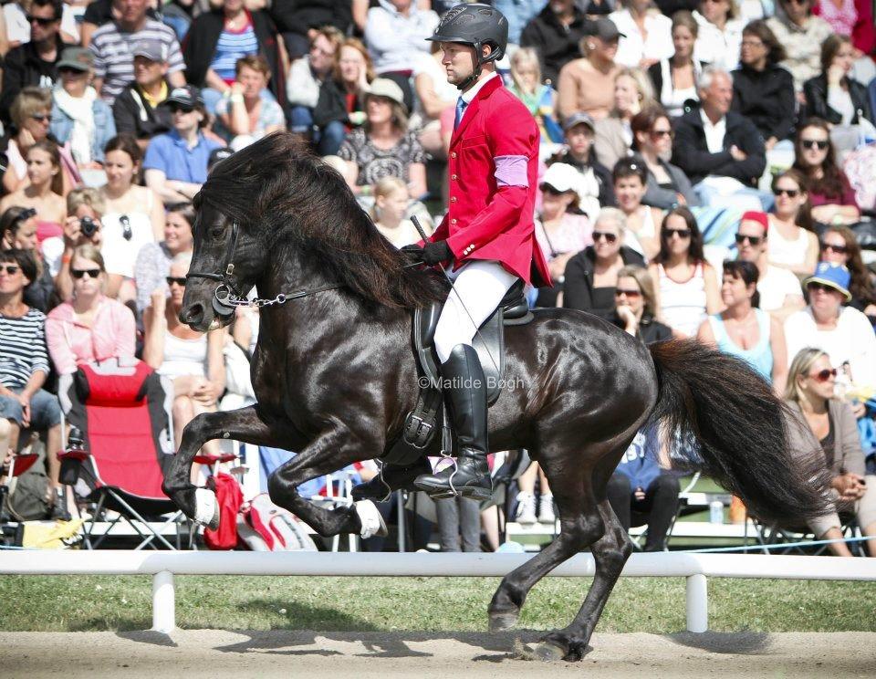 Islænder Kolfaxi fra Lilleheden - NM 2012
Foto:Matilde Bøgh billede 2