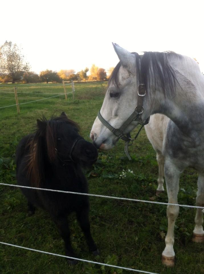 Shetlænder • Tulle • -  Tulle og min pony Lakota <3 billede 2