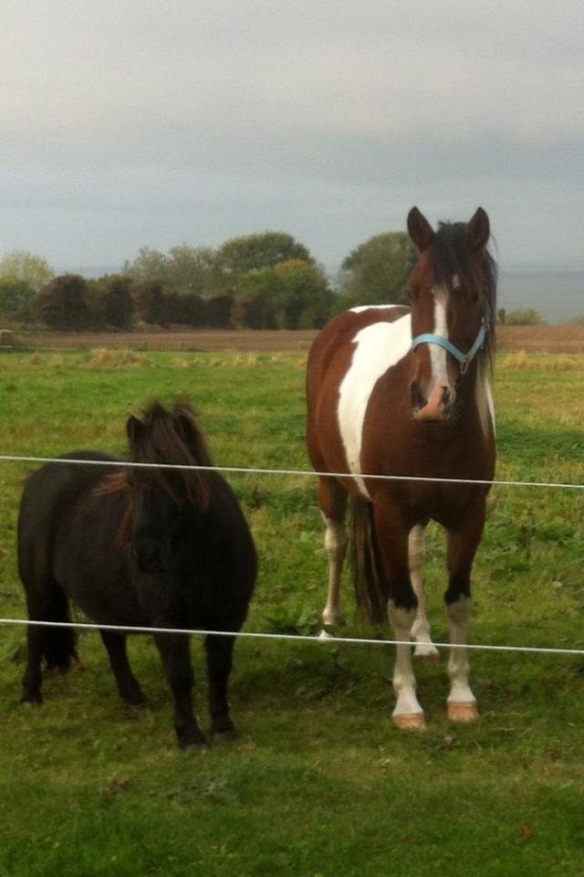 Shetlænder • Tulle • billede 3