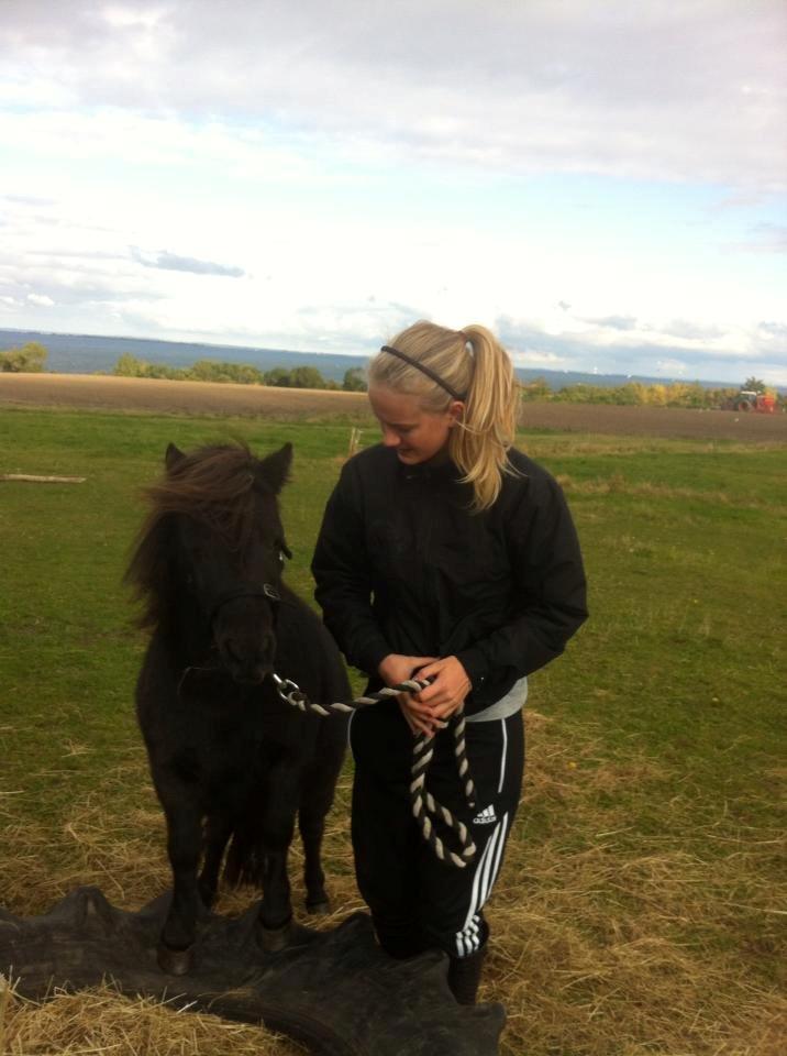 Shetlænder • Tulle • - Første gang jeg øvede med hende! <3 Dygtig pony! billede 4
