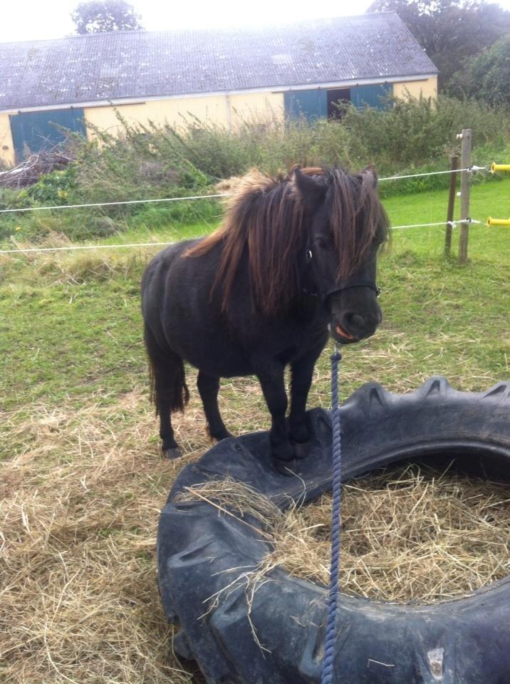 Shetlænder • Tulle • - Velkommen til Tulles profil! <3 Skøre pony! billede 1