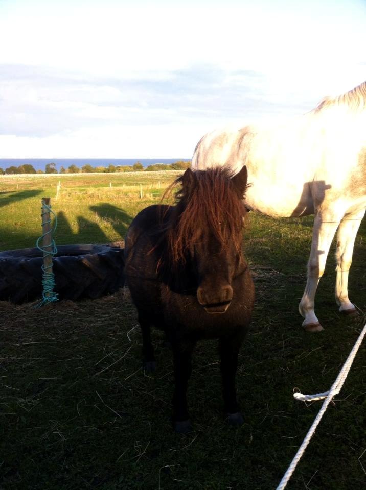 Shetlænder • Tulle • billede 5