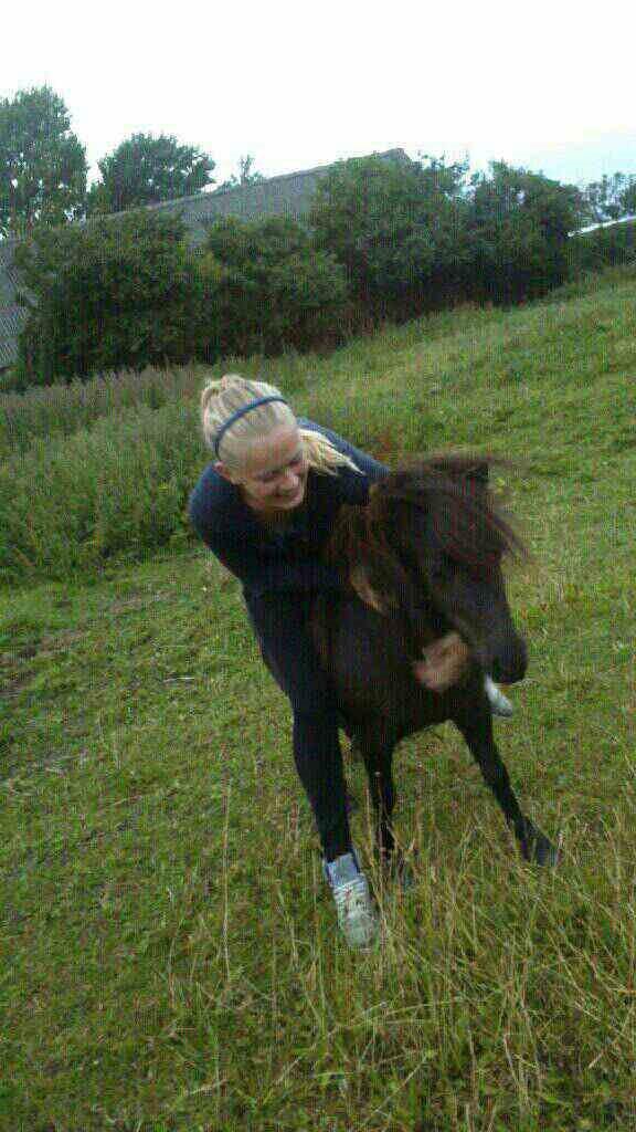 Shetlænder • Tulle • - Søde Tulle <3 billede 6