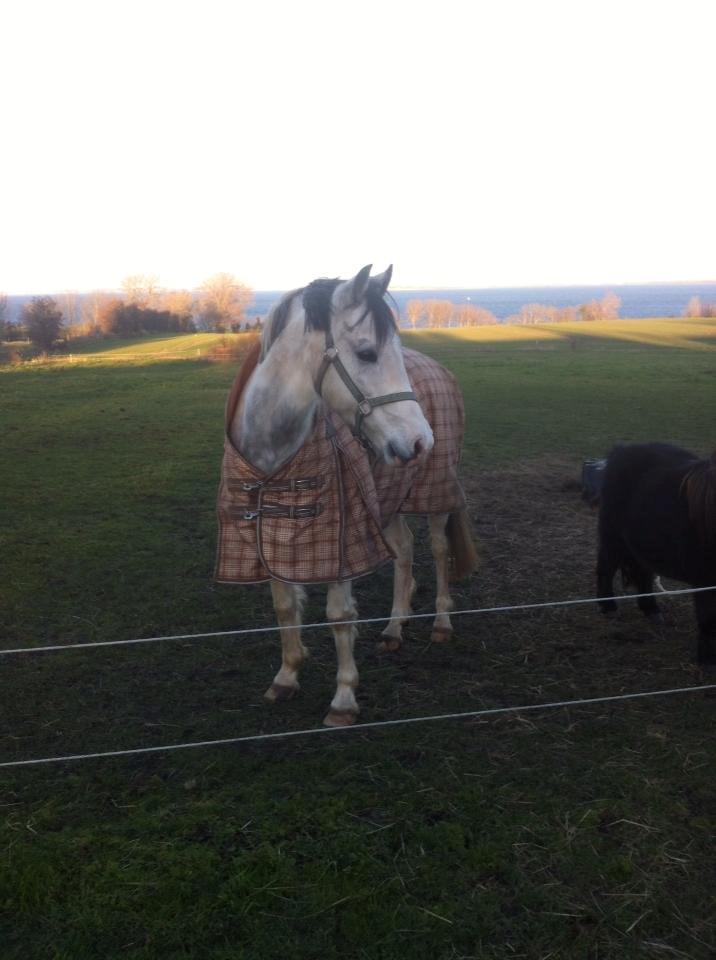 Anden særlig race • Lakota • billede 14