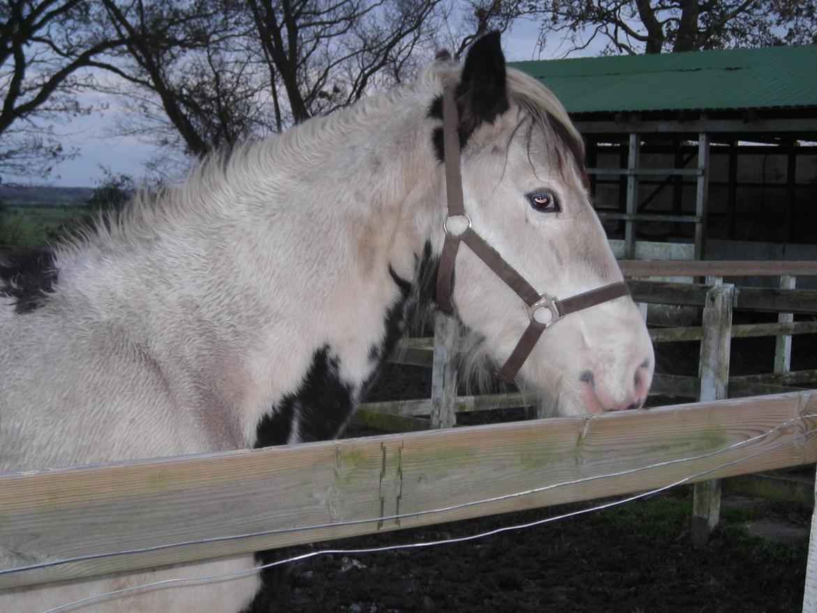 Irish Cob Crossbreed Evita billede 2