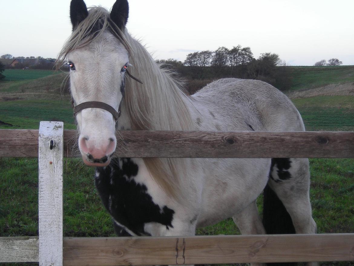 Irish Cob Crossbreed Evita billede 3