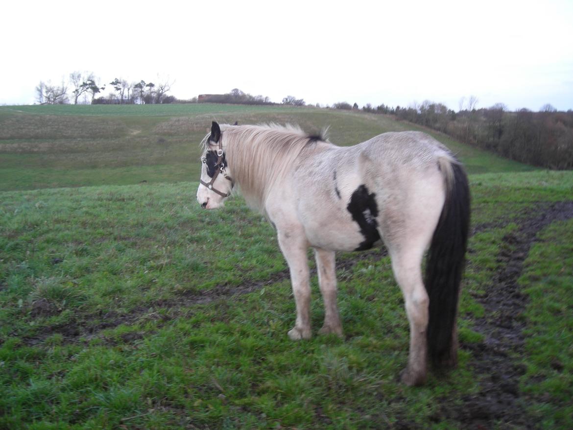 Irish Cob Crossbreed Evita billede 4