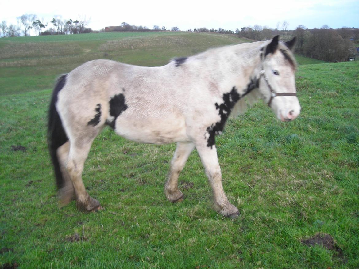 Irish Cob Crossbreed Evita billede 7