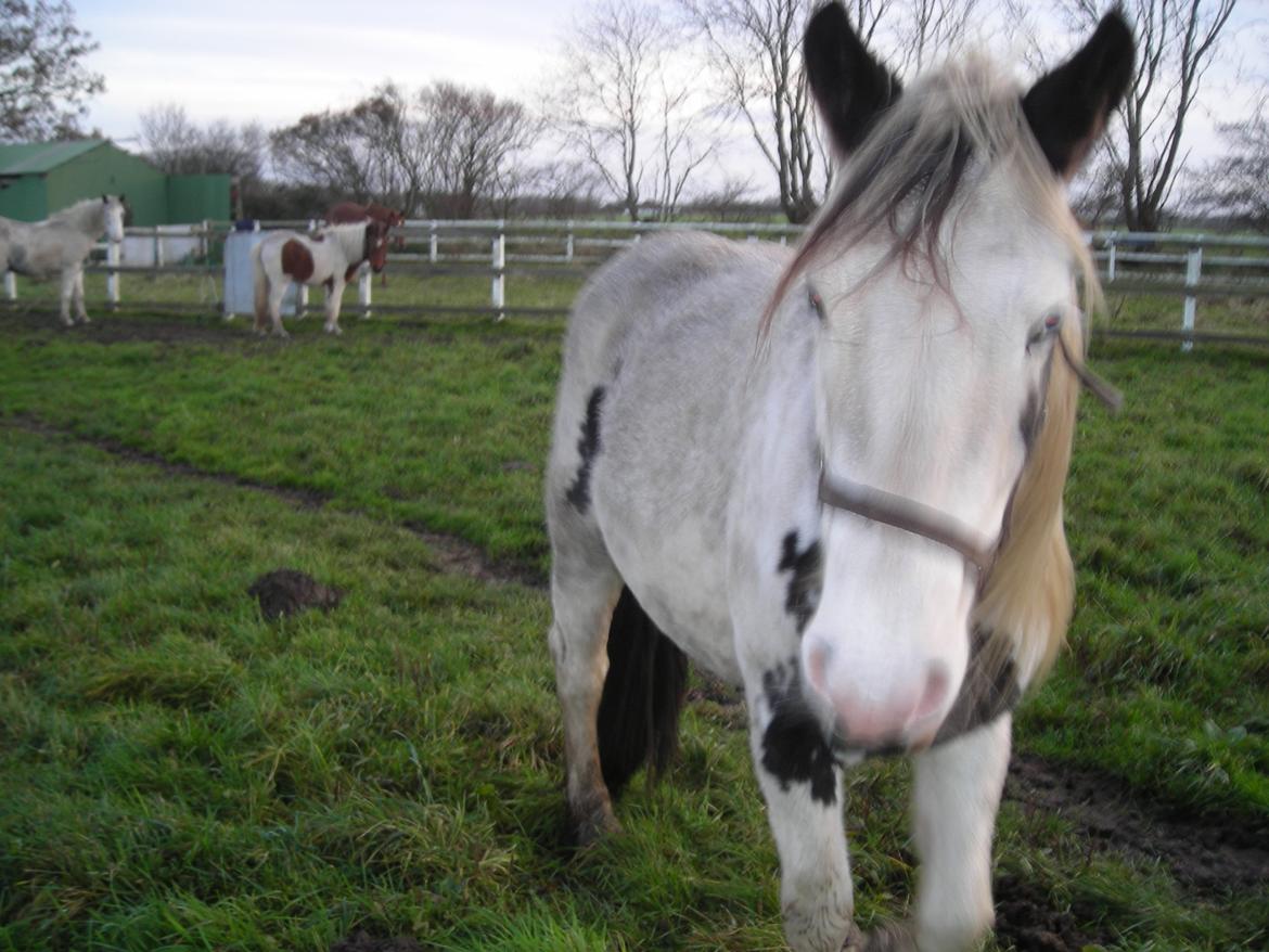 Irish Cob Crossbreed Evita billede 9