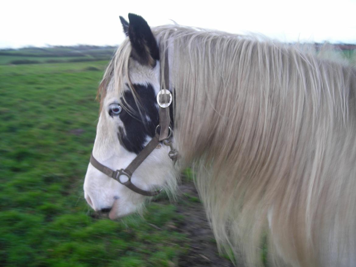 Irish Cob Crossbreed Evita billede 10