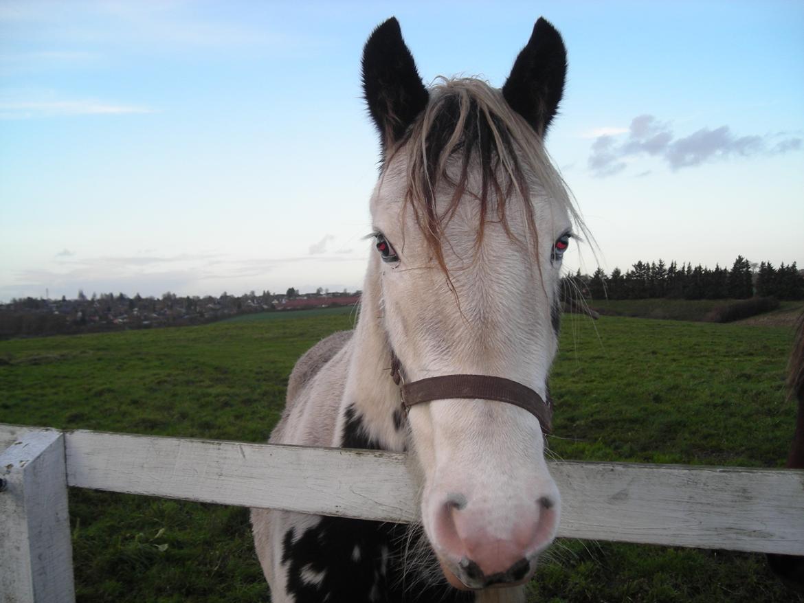 Irish Cob Crossbreed Evita billede 11