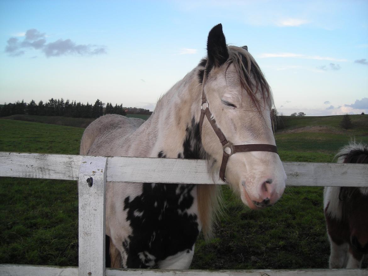 Irish Cob Crossbreed Evita billede 13