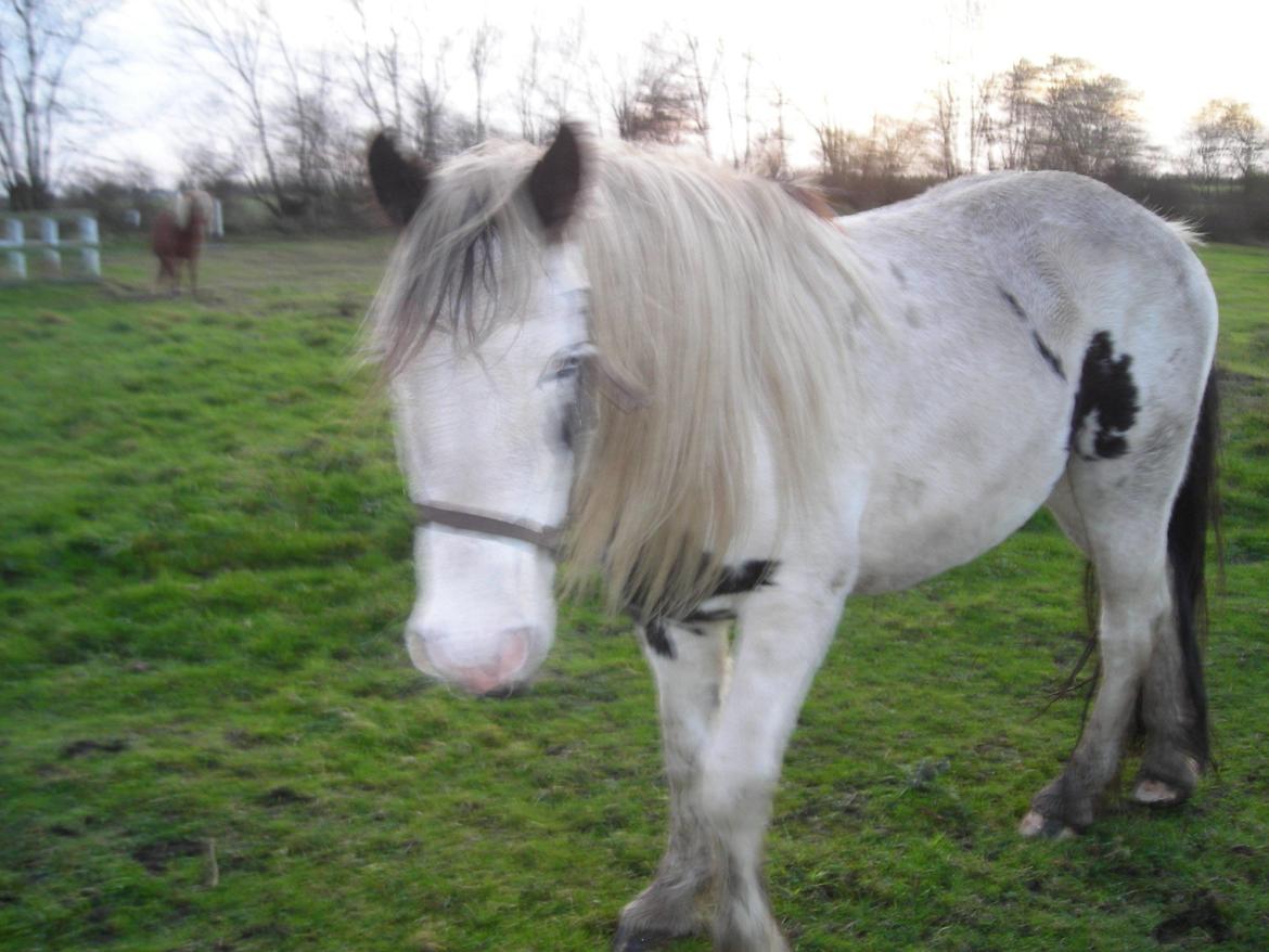 Irish Cob Crossbreed Evita billede 8