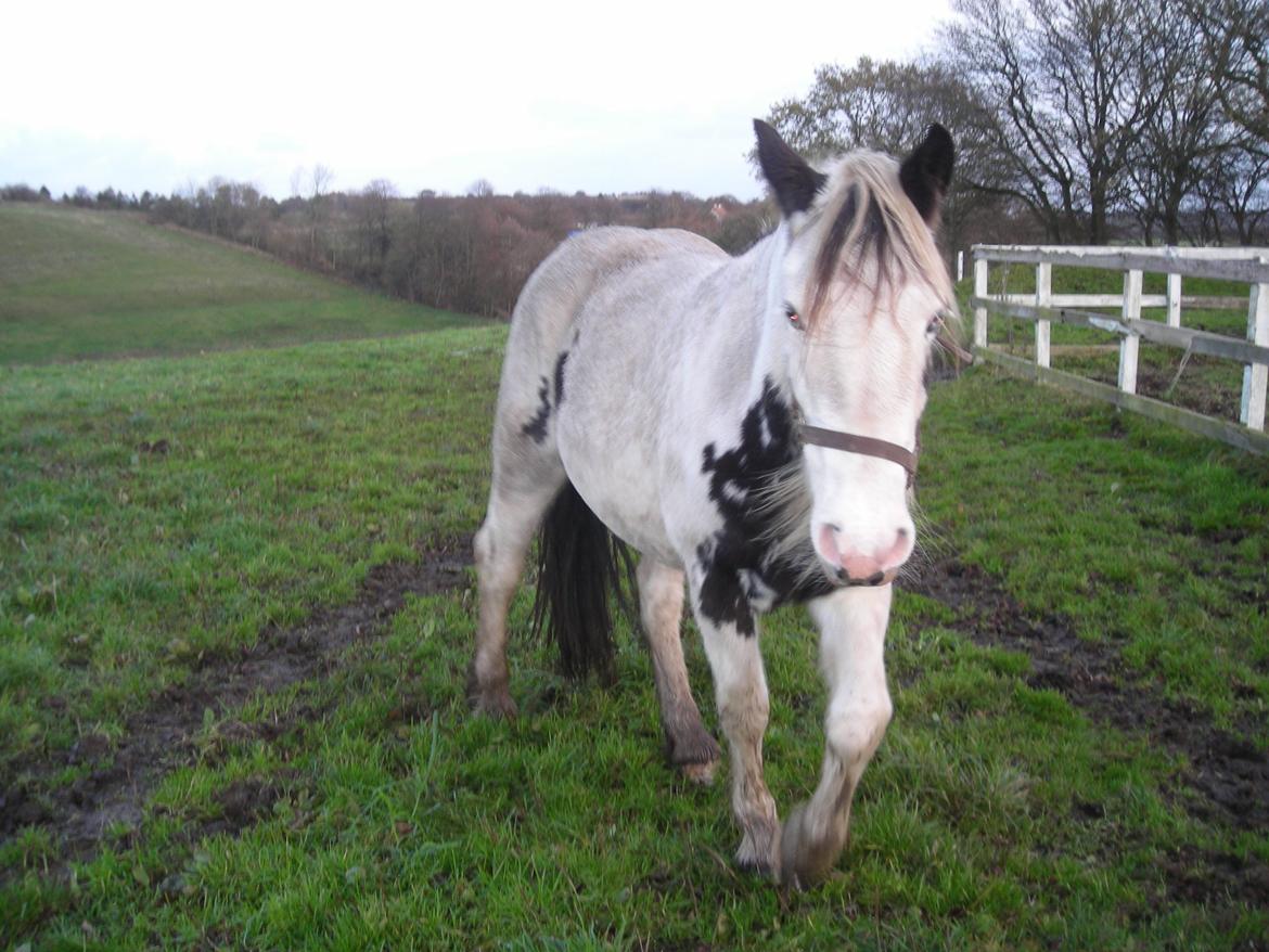 Irish Cob Crossbreed Evita billede 14