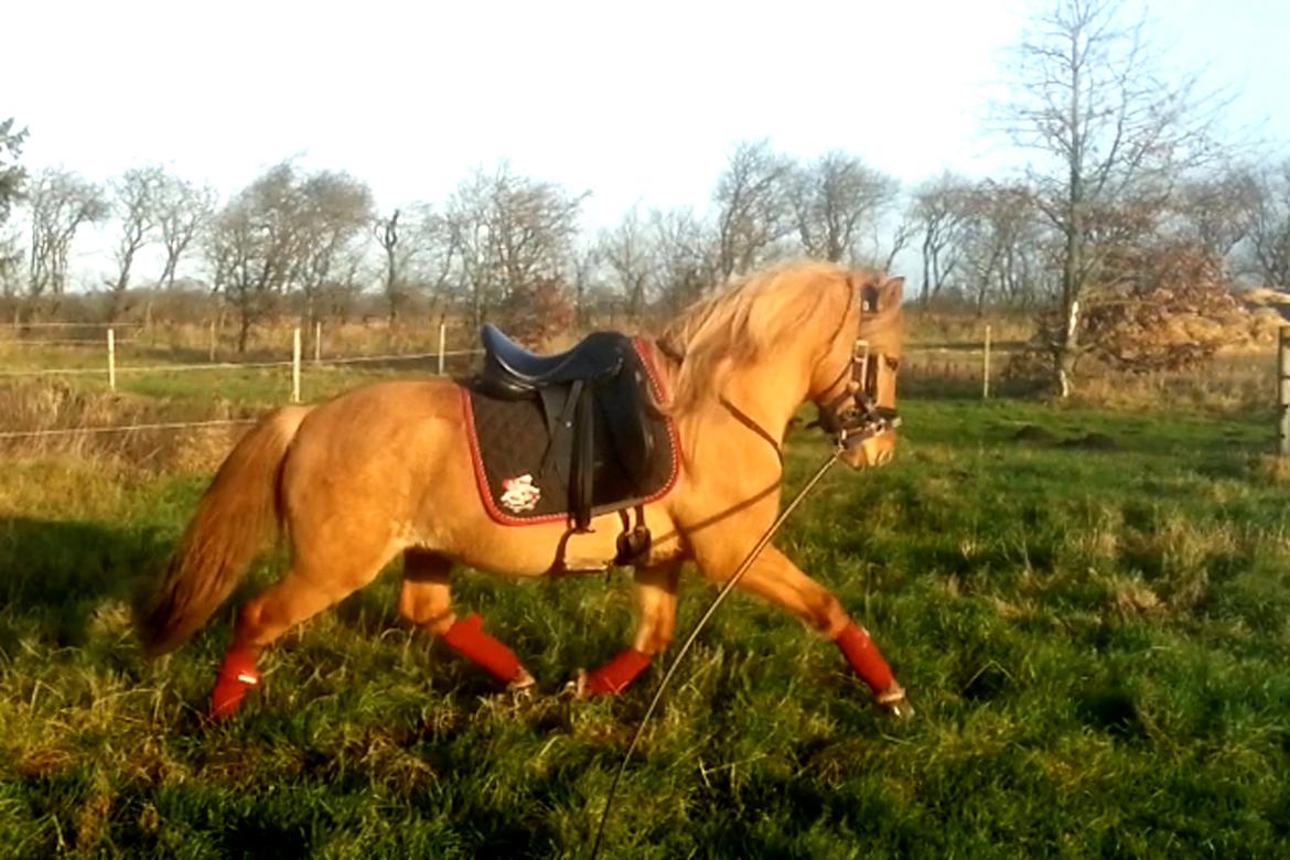 Anden særlig race Baby aka. Tino Von Rebel - 02. december, 2013 - Endelig er marridtet over, og jeg kan drømme videre om min fremtid med min unik baby! <3 Her er det første gang han bliver longeret med fuldt udstyr. :) Og han gjorde det kanon! billede 3