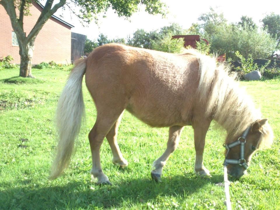 Miniature Mini billede 5