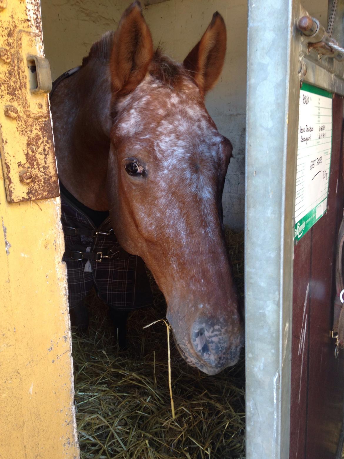 Knabstrupper Skovgårdens Rollo<3 billede 10