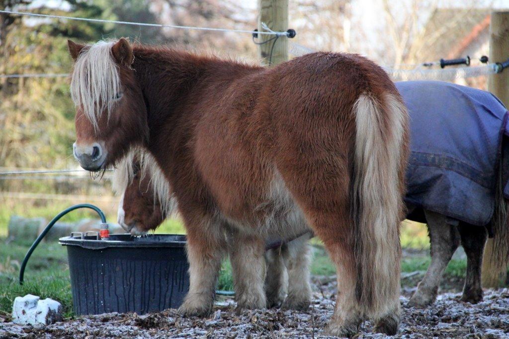 Shetlænder Jack aka. LilleSkid billede 14