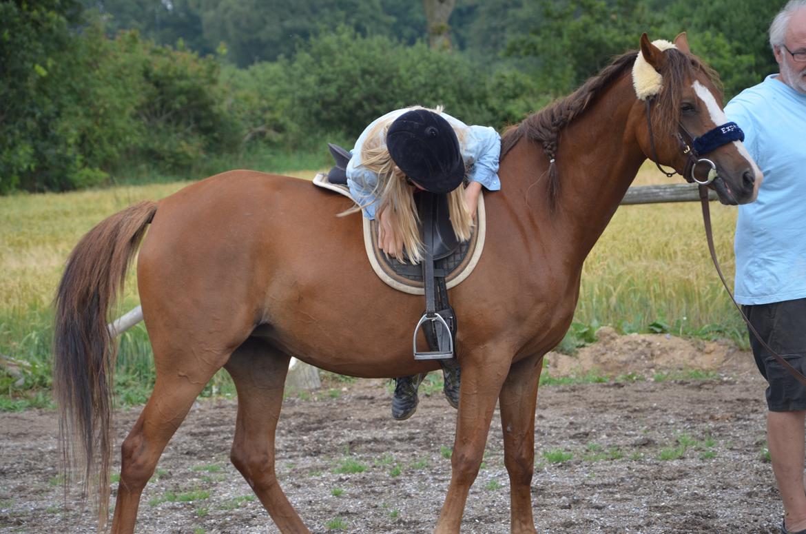 DSP Vesterskovens Chili billede 12