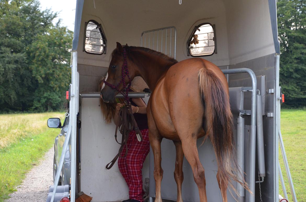 DSP Vesterskovens Chili billede 14