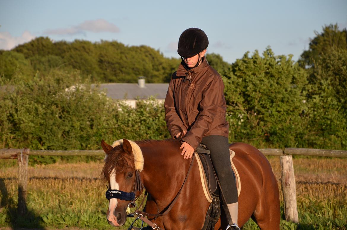 DSP Vesterskovens Chili billede 15