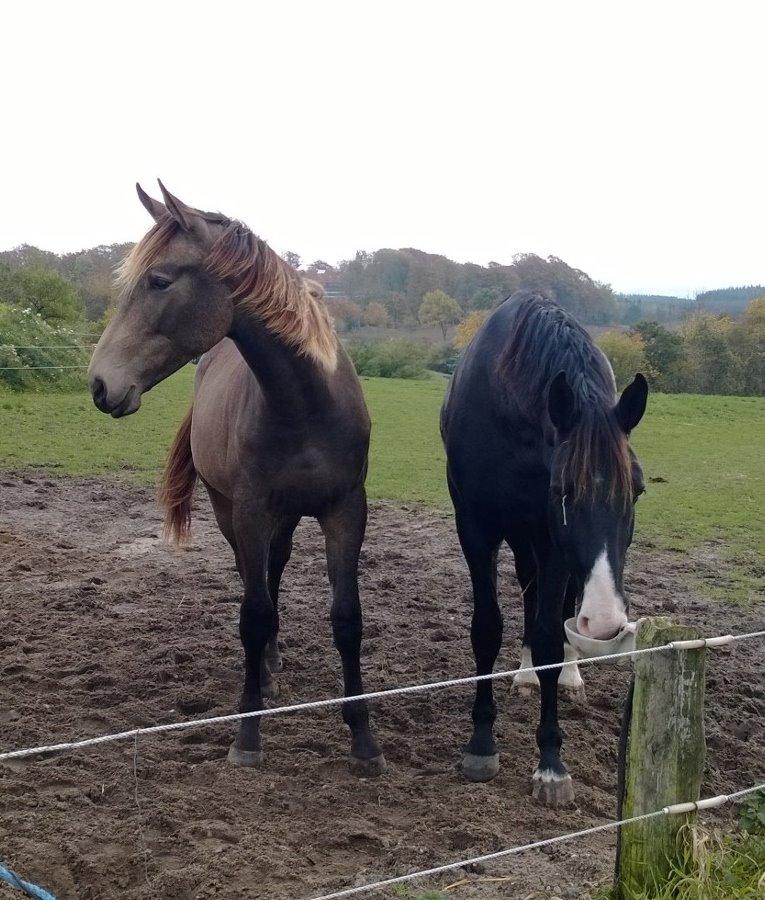 Anden særlig race Klitgaards Maximilian*R.I.P* billede 47