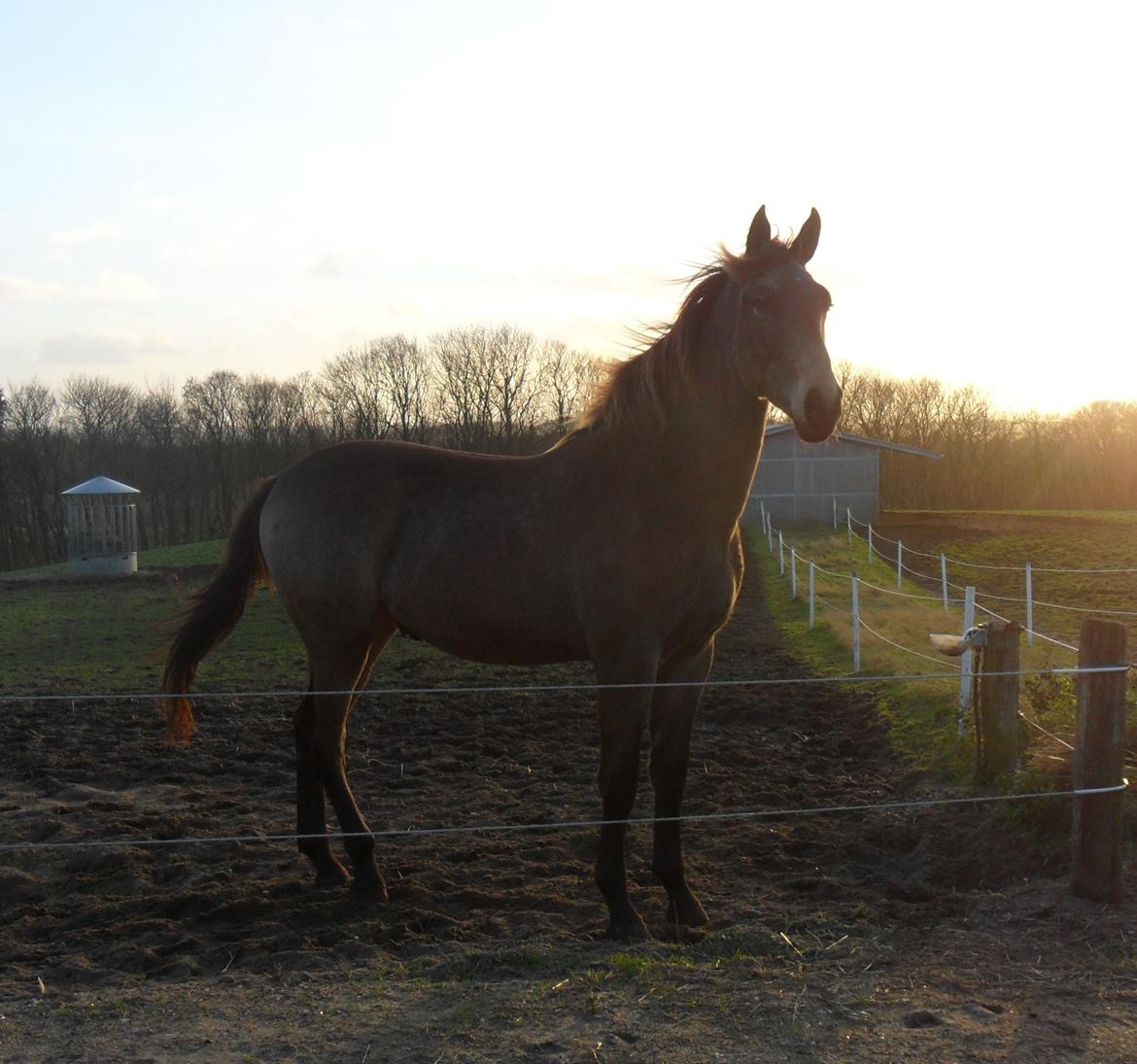 Anden særlig race Klitgaards Maximilian*R.I.P* billede 48