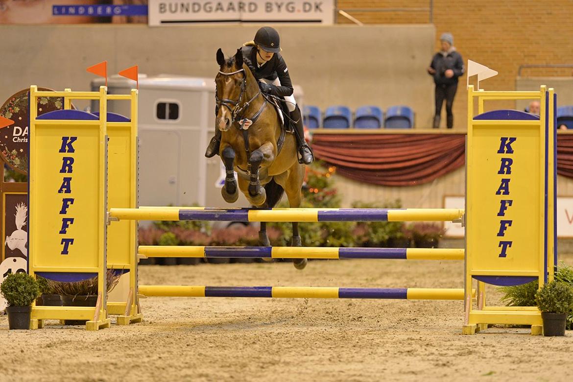 Dansk Varmblod Carsiaz Himmelhest - Smukke Carsiaz til warm up 2013!<3 Foto: Ridehesten billede 10