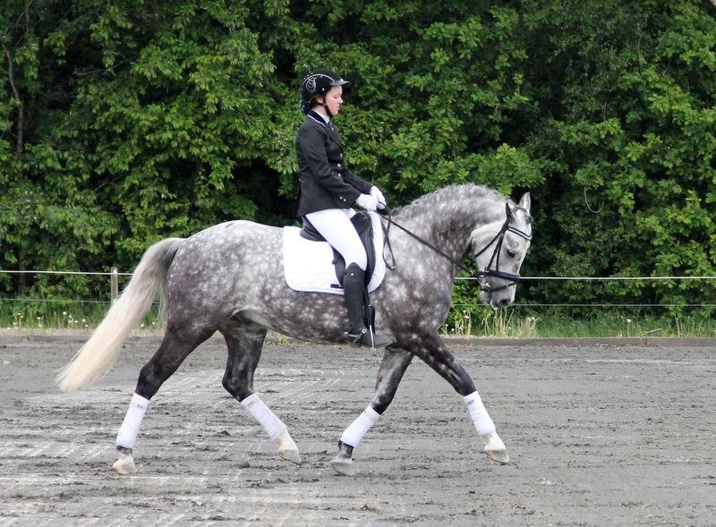 Anden særlig race Bech's Padraigh aka. Paddy :-) - Paddy og Laura til dressurstævne billede 14