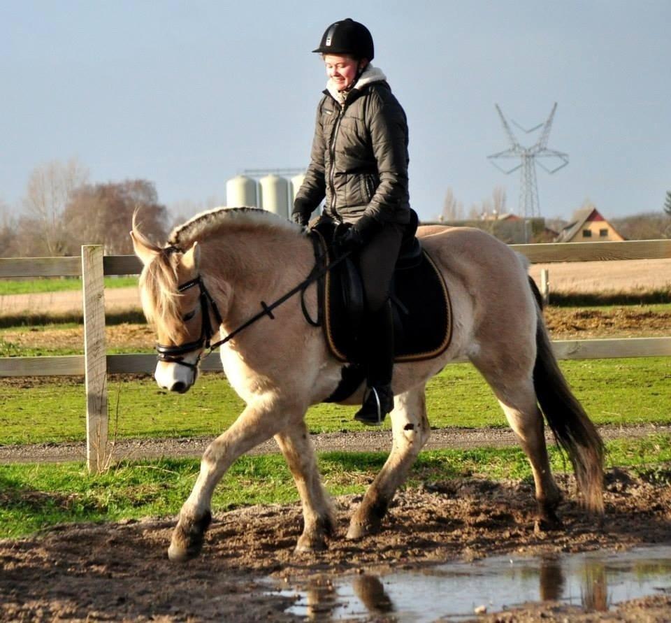 Fjordhest Halfdan billede 18
