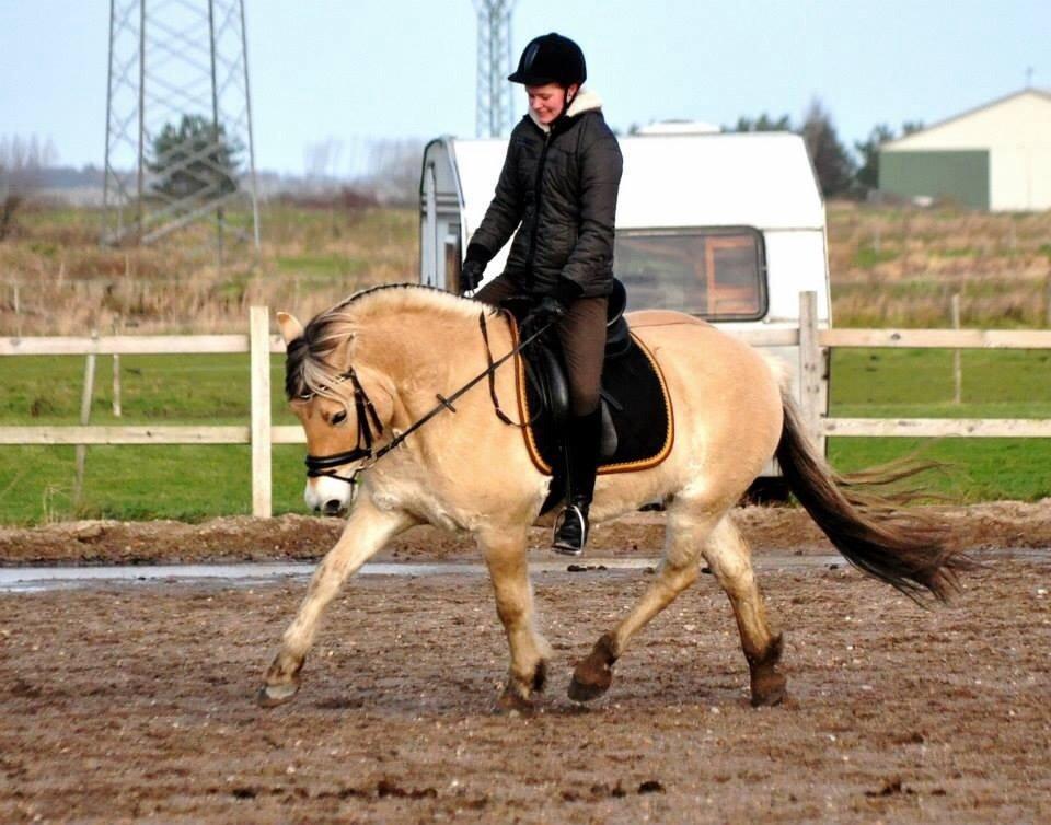 Fjordhest Halfdan billede 19