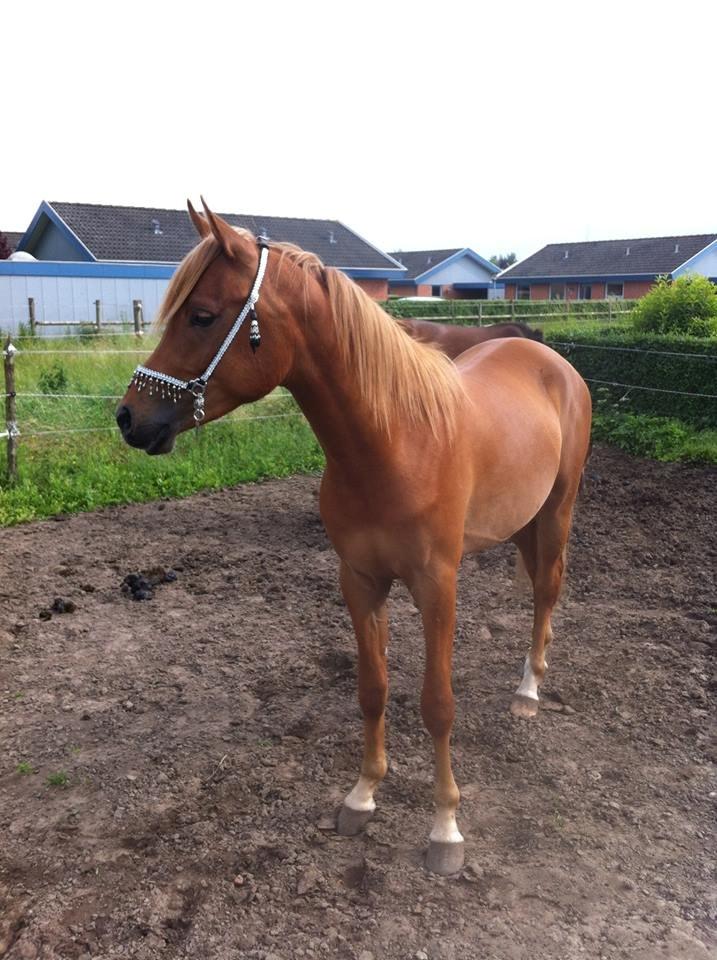 Arabisk fuldblod (OX) KI Gharib ox *Ribber* - *SOLGT* billede 16