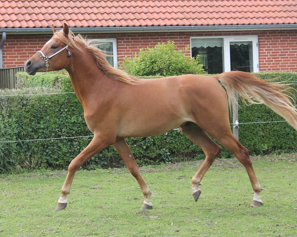 Arabisk fuldblod (OX) KI Gharib ox *Ribber* - *SOLGT* billede 17