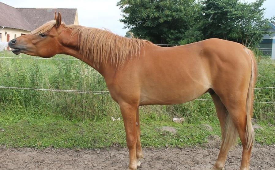 Arabisk fuldblod (OX) KI Gharib ox *Ribber* - *SOLGT* billede 18