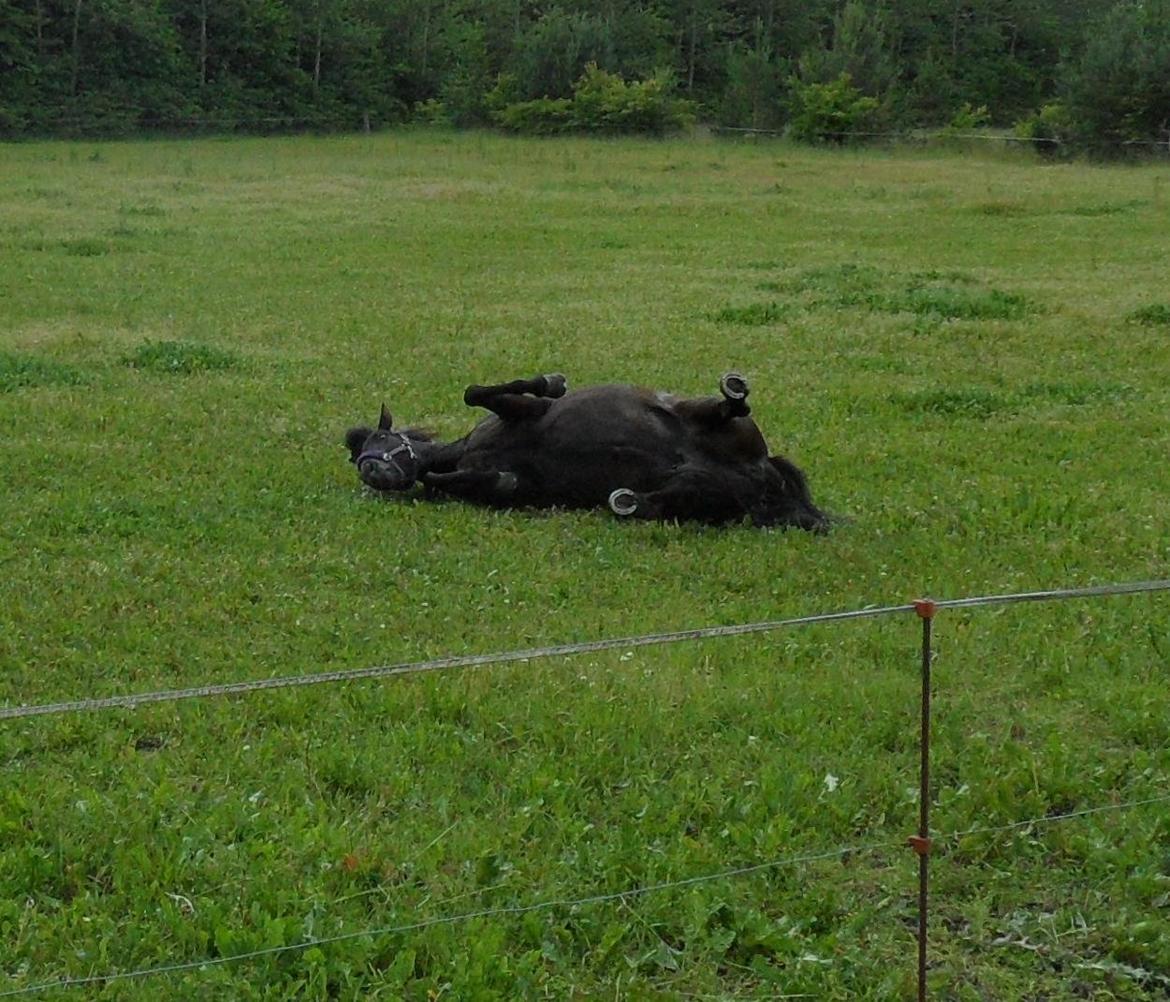 Islænder svertla billede 19