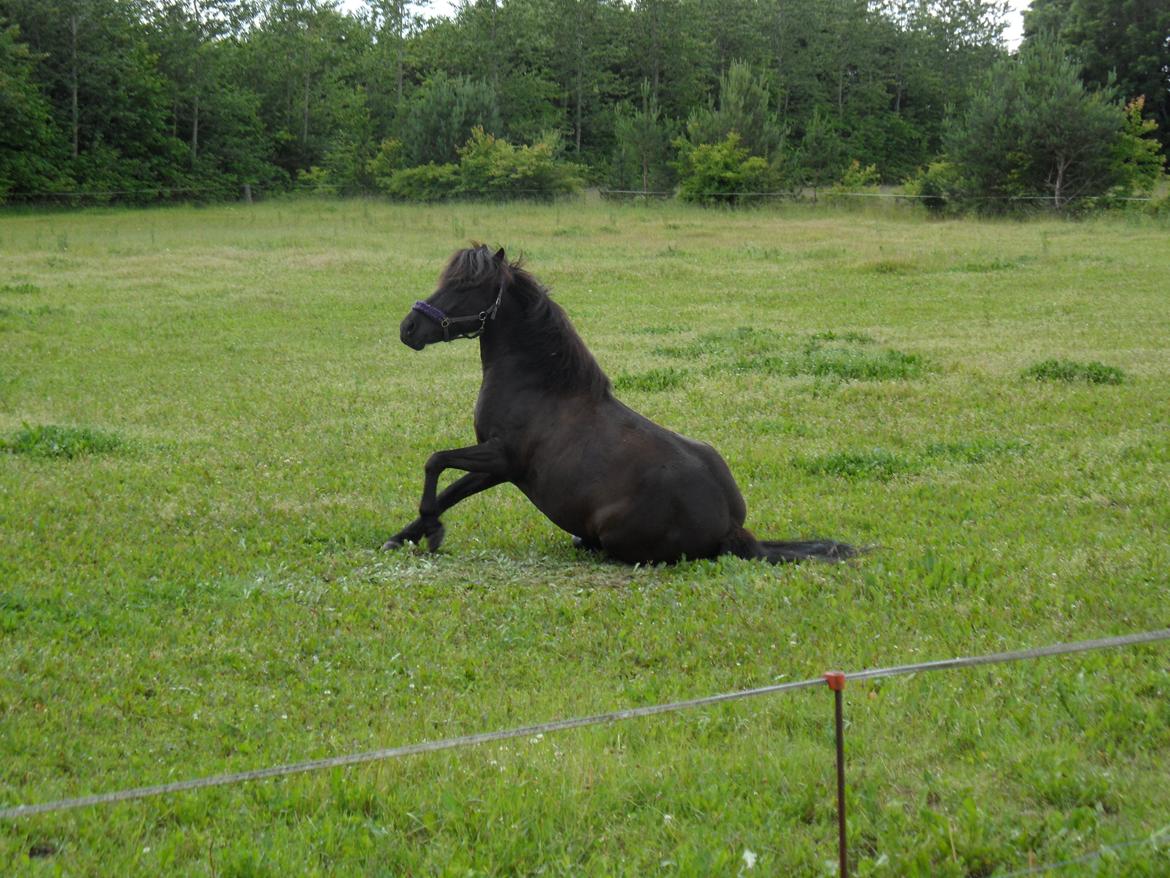 Islænder svertla billede 20