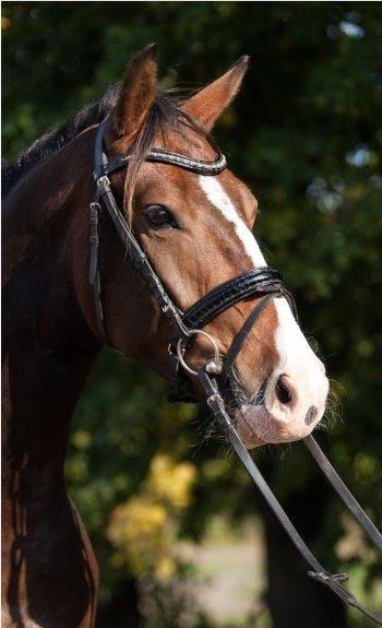 Oldenborg Stald Højgårds Cæsar - Stald Højgårds Cæsar billede 1