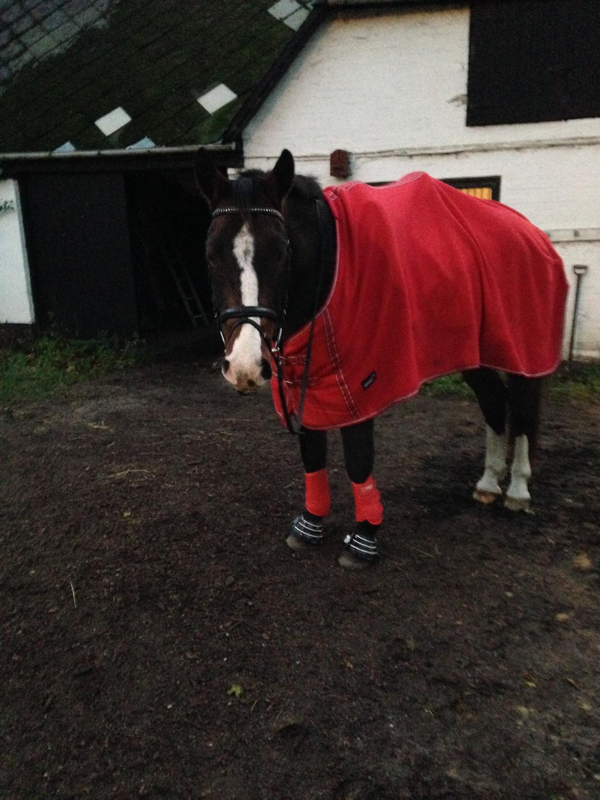 Oldenborg Stald Højgårds Cæsar billede 5