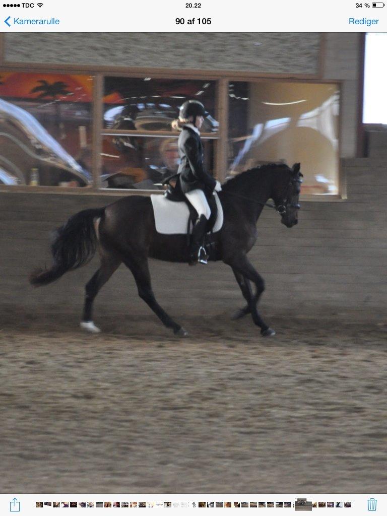 DSP Villagårdens Momo billede 1