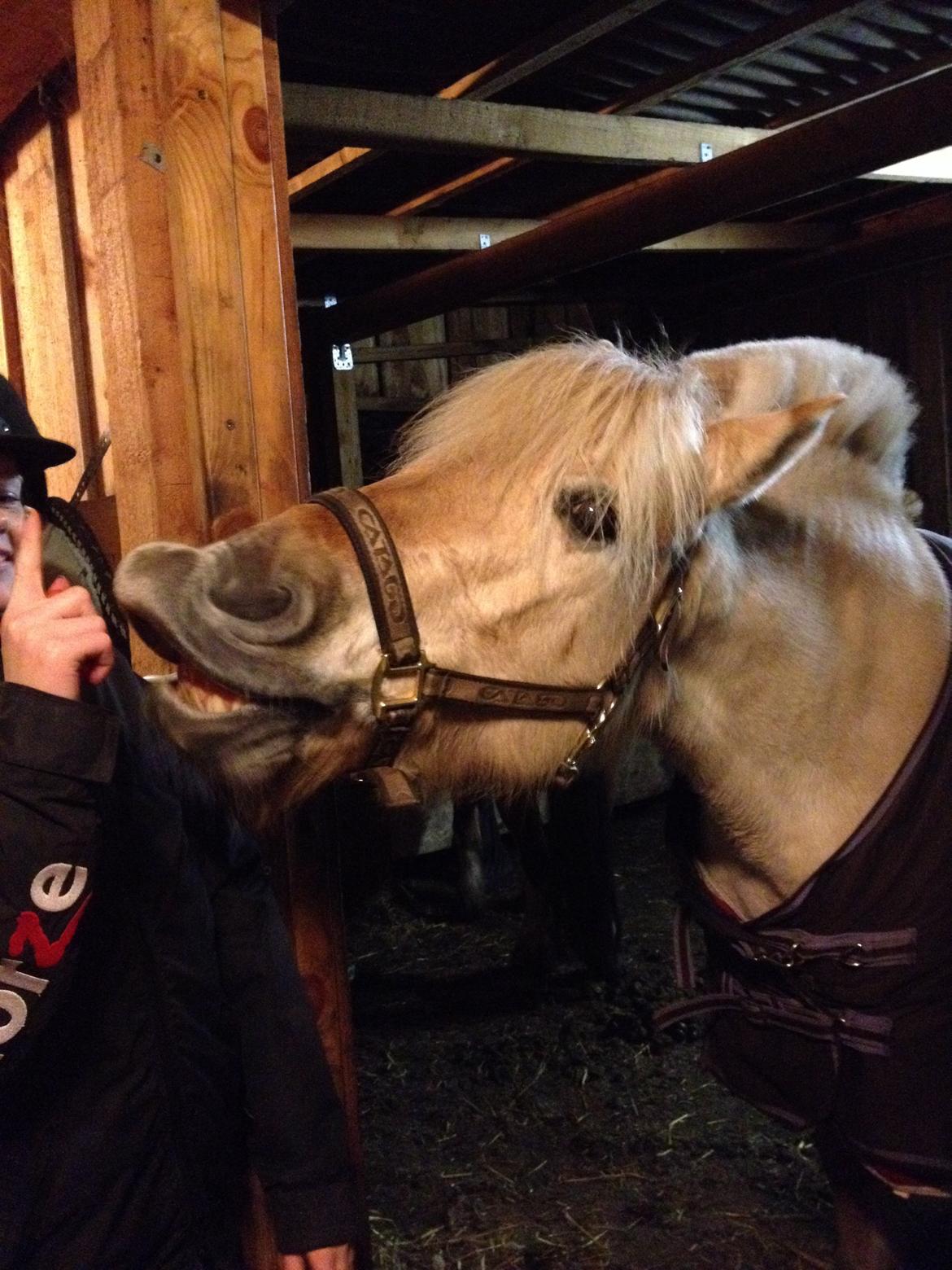 Fjordhest Vængets Mirabel - Smil til verden, så smiler den til dig!<3 billede 7