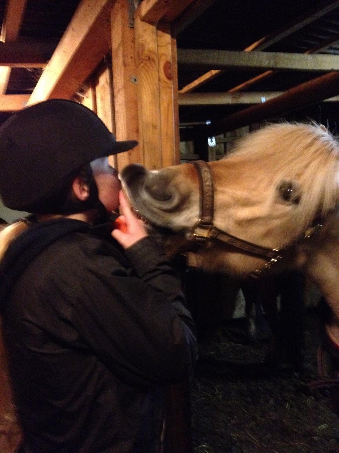 Fjordhest Vængets Mirabel - Kys billede 8