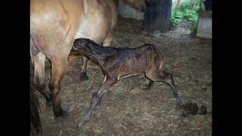 Anden særlig race MUFASJA *FASJA* søsters - Søde Fasja som føl :D billede fra tidl. ejer  billede 19