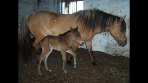 Anden særlig race MUFASJA *FASJA* søsters - Søde Fasja som føl :D billede fra tidl. ejer  billede 20