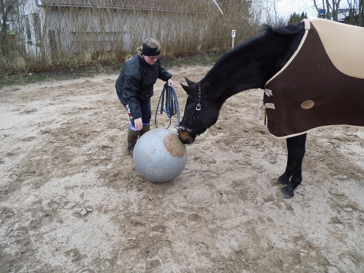 Dansk Varmblod WASA - Dutte/trille bold d. 3/12-13 billede 37