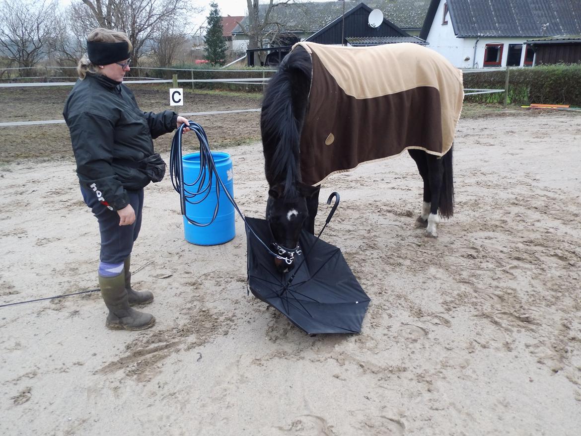 Dansk Varmblod WASA - Dutte/se parply d.3/12-13 billede 41