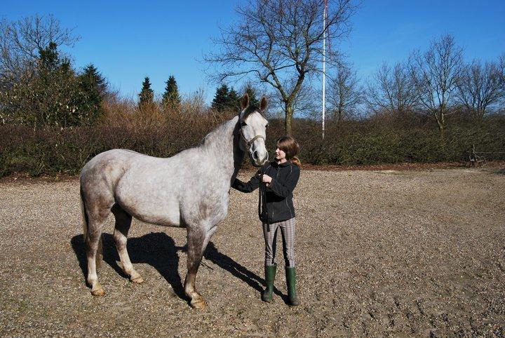 Oldenborg Kahlua - Da han endelig kom med hjem! Her er han lige kommet ud af traileren. billede 19