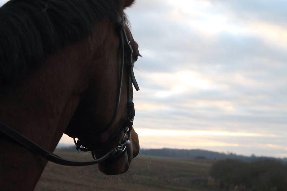 Dansk Varmblod Zaki billede 11